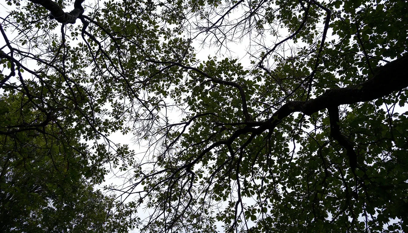 Tree Felling Service in Columbia